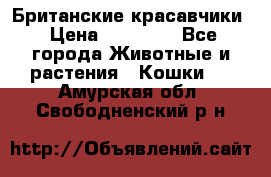 Британские красавчики › Цена ­ 35 000 - Все города Животные и растения » Кошки   . Амурская обл.,Свободненский р-н